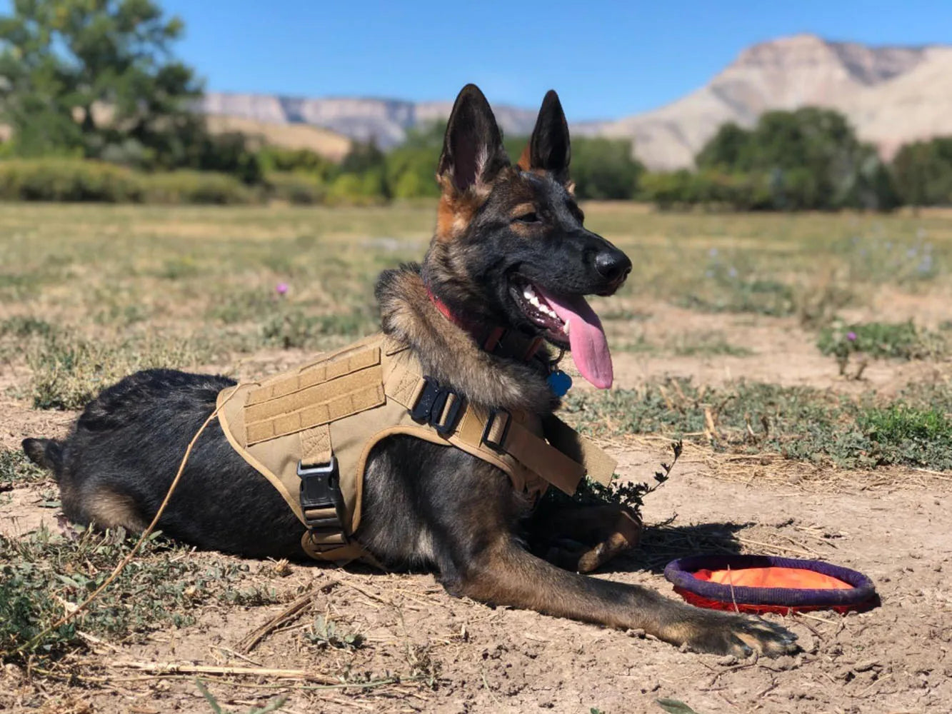 Dog Harness Collar Military Dog Tactical Training