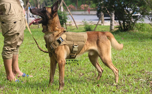 Dog Harness Collar Military Dog Tactical Training