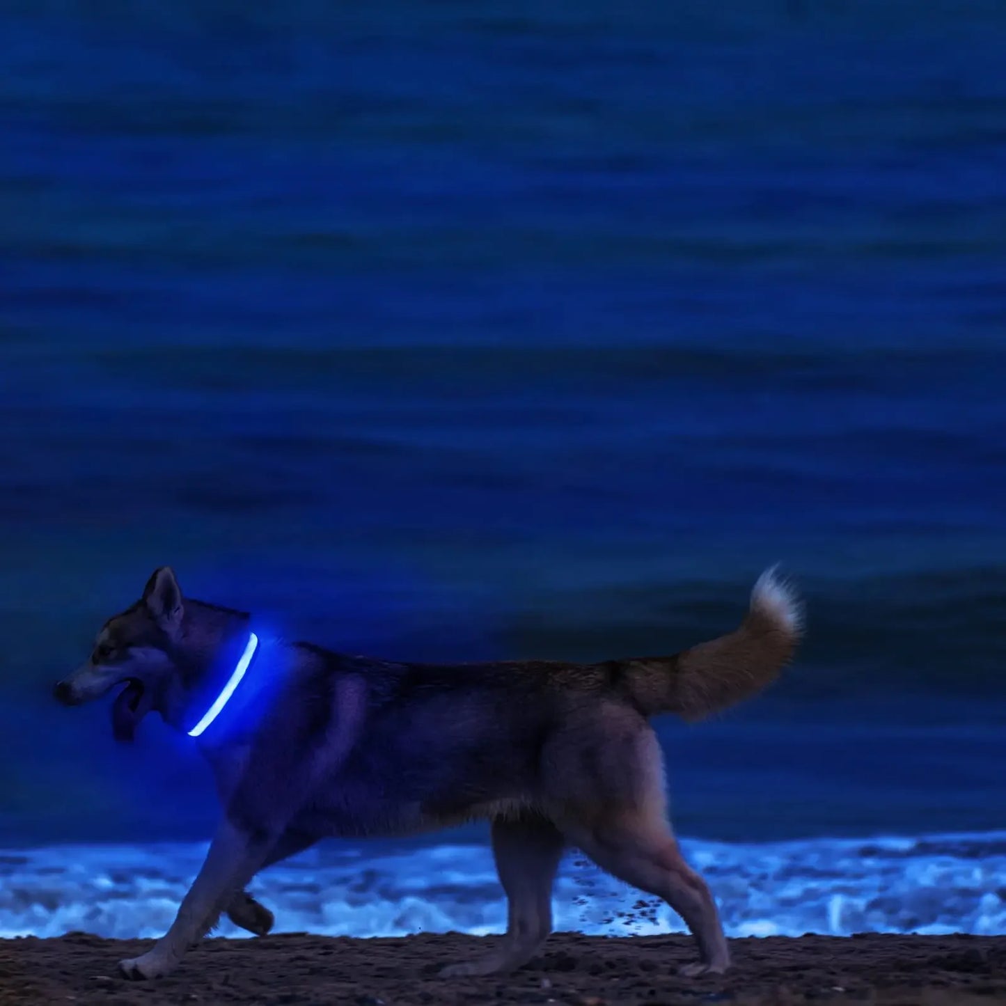 Dog Collar Light Up LED Collar Rechargeable