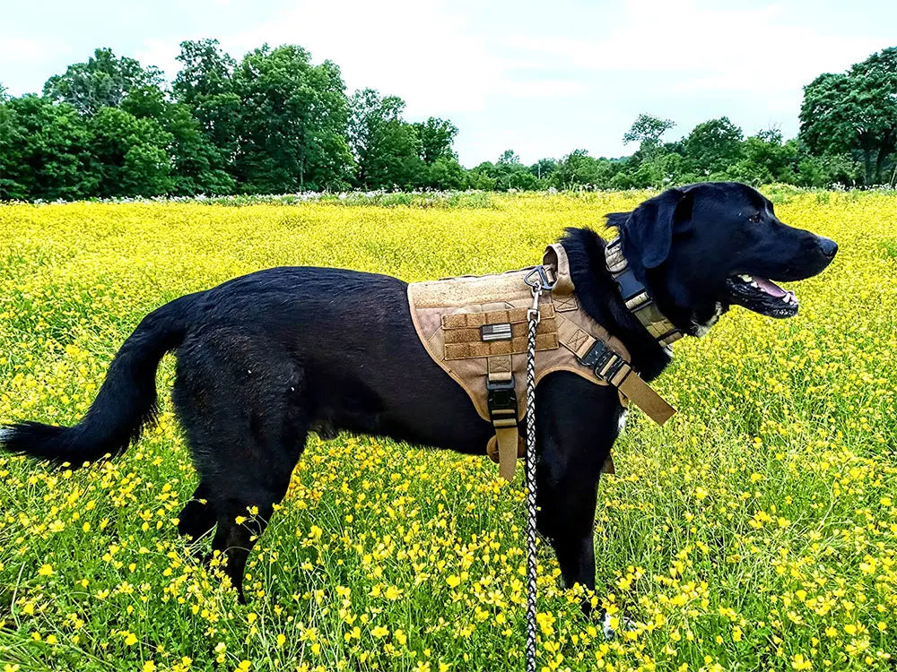 Dog Harness Collar Military Dog Tactical Training